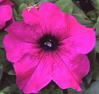 петуния   крупноцветковая генетически компактная petunia grandiflora